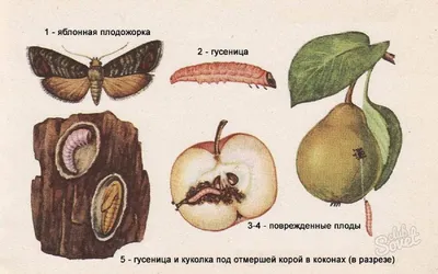 Восточная плодожорка обнаружена в черешне в Нижегородской области |  Информационное агентство «Время Н»