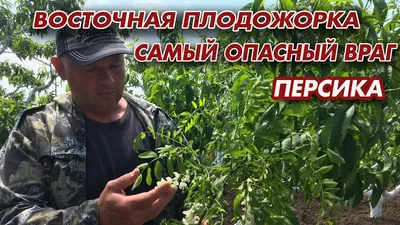 Восточная плодожорка остановлена на подходе к Курску (фото)