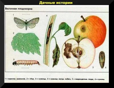 Как очистить сад от плодожорок? Как избавиться? Методы борьбы. Фото —  Ботаничка