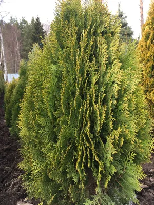 Туя восточная Ауреа Нана 🌿 по выгодной цене в Москве - купить саженцы  Aurea Nana в питомнике «Зеленый Рай»