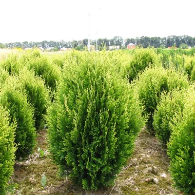 Туя восточная, плосковеточник, биота восточная (Thuja orientalis) —  Азовский лесопитомник