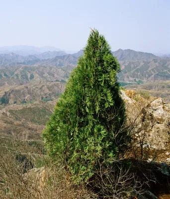 Туя восточная (биота восточная, плосковеточник восточный) – Platycladus  orientalis (L.) Franco / Женьшень