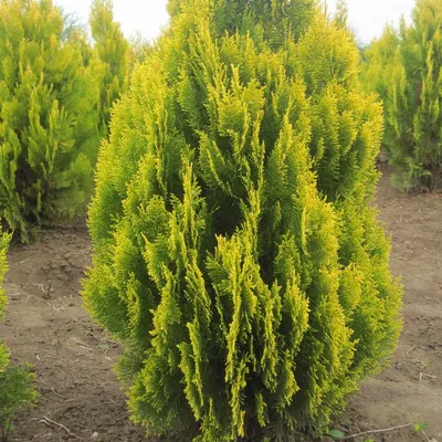 Туя восточная Джастинка (Thuja orientalis Justynka) купить, Туя восточная  Джастинка (Thuja orientalis Justynka) цена, Туя восточная Джастинка (Thuja  orientalis Justynka) недорого