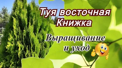 Туя Биота восточная плосковеточник (семена) 0.50грн - Купить Туя на Ботанике