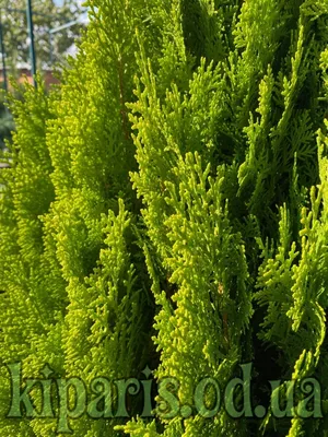 Туя восточная (thuja orientalis). Описание, фото – каталог Greenmaster