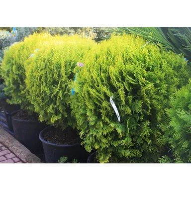 Купить туя восточная aurea nana деревья и растения - Крымский питомник  Гавриш