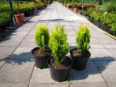 Туя восточная \"Thuja Aurea Nana\" хвойное дерево - купить саженцы в Минске и  Беларуси