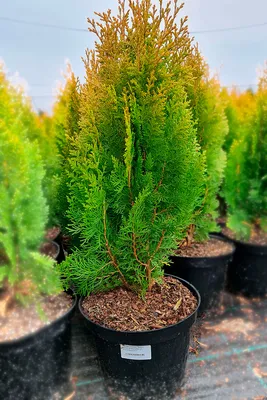 Туя восточная Аурея Нана (Thuja orientalis Aurea Nana) саженец, 10 шт. в  упаковке в интернет-магазине VALLES.RU