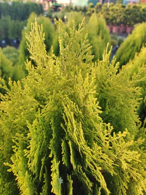 Туя восточная Morgan / Туя восточная Морган / Thuja Platycladus orientalis  Morgan: продажа, цена в Ивано-Франковске. Саженцы декоративных деревьев и  кустарников от \"Интернет-магазин \"Зеленый Двор\"\" - 1211217920