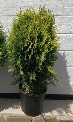 Туя восточная Аурея Нана (Thuja orientalis Aurea Nana) саженец, 10 шт. в  упаковке в интернет-магазине VALLES.RU