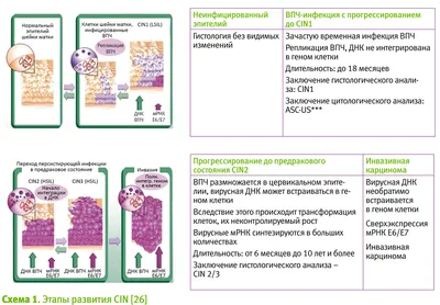 Вирус папилломы человека Что нам нужно знать | Синево