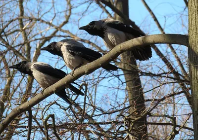 Чем ворон отличается от вороны: 9 интересных различий врановых птиц |  Приключения натуралиста | Дзен