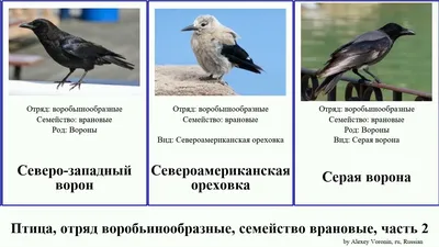 ТОП 9 врановых птиц. Галка, ворона, ворон... | Природа и не только | Дзен