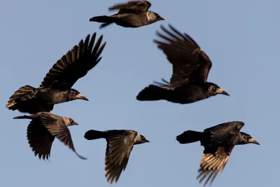 Птица, отряд воробьинообразные, семейство врановые, часть 2 сойка ворон  сорока свистун сойки bird - YouTube