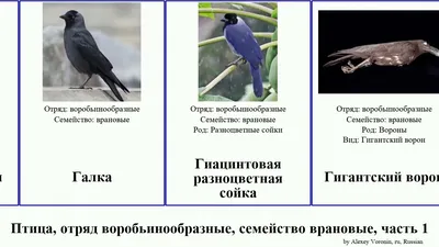 Записки астраханского натуралиста. Врановые, самые умные птицы |  PUNKT-A.INFO | Дзен