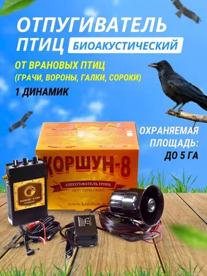 Чёрный ворон (Corvus corax),... - Дикая природа Латвии | Facebook