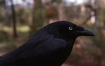 Птица, отряд воробьинообразные, семейство врановые, часть 1 сойка ворон  сорока свистун ворона bird - YouTube