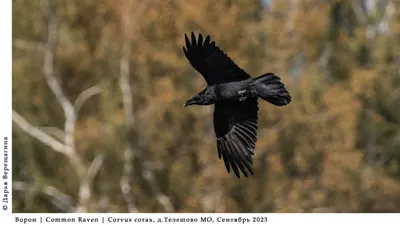 Птицы в холодном дне на Нидерландах, Европа черноты вороны ворона Стоковое  Изображение - изображение насчитывающей перо, оттенки: 118661755