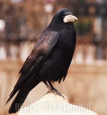 Врановые птицы (Corvidae) Армении
