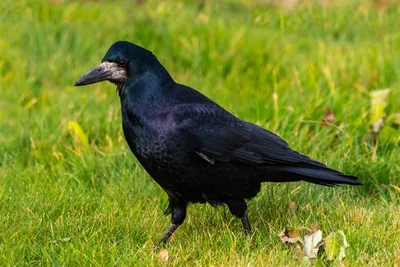 Средние индийское общее семьи врановые птицы вороны Corvus дома, также  известный как вороны, вороны грачата или Jackdawss заметил Стоковое Фото -  изображение насчитывающей край, организм: 169150834