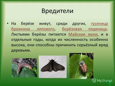 Купить Береза повислая Тристис Betula pendula Tristis - в питомнике Флорини