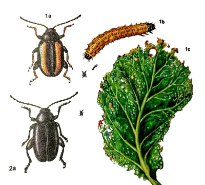 Вредители капусты и борьба с ними - АГРОШКОЛА