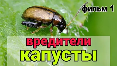 ВРЕДИТЕЛИ КАПУСТЫ. Вредители капусты и борьба с ними, чем обработать капусту.  | Борьба, Капуста, Огород