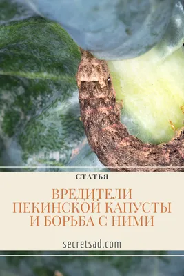 Вредители пекинской капусты и борьба с ними | Капуста, Пекинская капуста,  Борьба