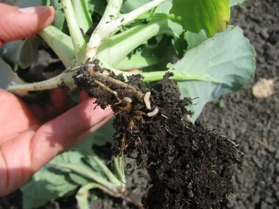 Вредители капусты: описание, чем обработать капусту от вредителей