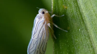 Чем обработать капусту от белокрылки и гусениц - полезные советы — УНИАН