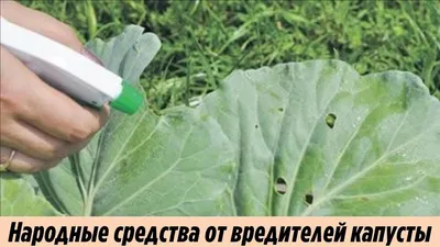 BB.lv: Хороший урожай капусты даже в холодное дождливое лето