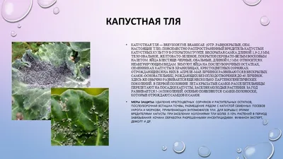 Вредители капусты в открытом грунте: описание, методы борьбы с ними