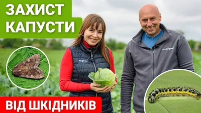 Вредители капусты и способы борьбы с ними | Агропромышленный вестник