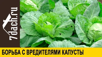 Чем обработать капусту от вредителей: 9 лучших народных средств | ivd.ru