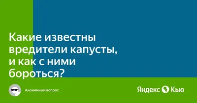 Аграрии назвали несколько причин, почему капуста стала самым дорогим  продуктом из борщевого набора » Вечерние ведомости