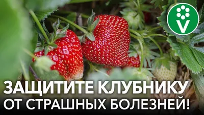 🍓САМЫЕ ОПАСНЫЕ БОЛЕЗНИ КЛУБНИКИ. Диагностика, профилактика и лечение  клубники - YouTube