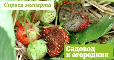 Чем подкормить клубнику осенью: когда сажать клубнику осенью, чем удобрять  клубнику осенью, чем обработать клубнику осенью от вредителей и от болезней  - 9 сентября 2023 - НГС