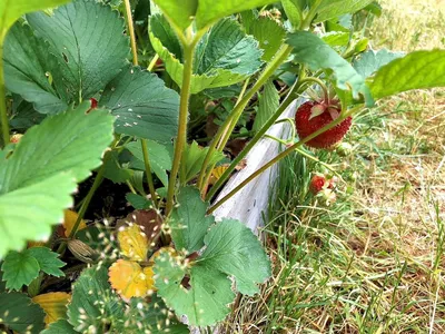 Чем обработать клубнику от болезней и вредителей | В саду (Огород.ru)