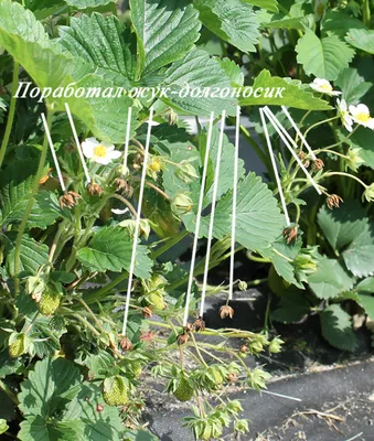 Выращивание клубники на огороде - подкормка, полив и защита от вредителей