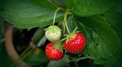 Почвенные вредители клубники и садовой земляники | Дача Лето Сад - со  вкусом и любовью | Дзен