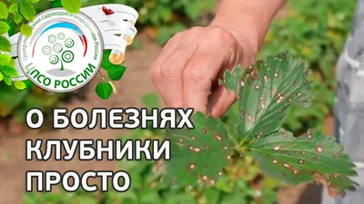 Как вырастить крупную и вкусную клубнику - полезные советы | РБК Украина