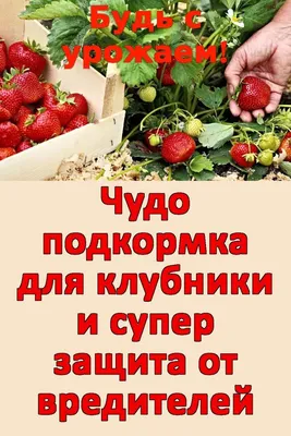 Долгоносик на клубнике: как бороться и чем обработать чтоб избавиться от  вредителя, лучшее средство