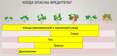 Почему опадают завязи у клубники?