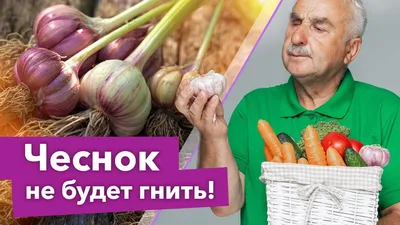 Вредители и болезни лука | ВКУСНЫЙ ОГОРОД | Дзен