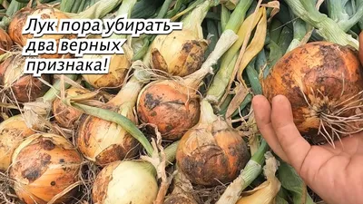 Семена лука репчатого АГРОФИРМА ПАРТНЕР 150827547 купить в  интернет-магазине Wildberries