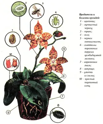 Вредители орхидей с фото фото