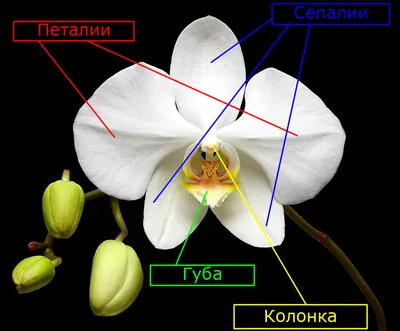 Болезни орхидей фаленопсис - лечение орхидей фаленопсис в домашних условиях