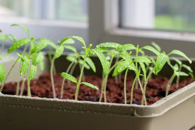 Вредители рассады томатов и методы борьбы с ними | Полезный портал про  сад-огород | Дзен