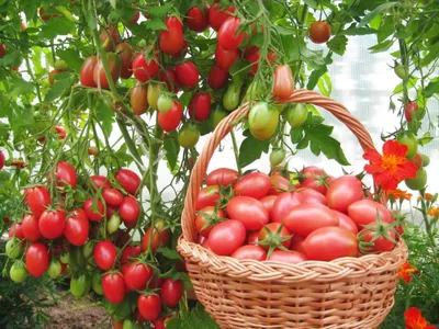 Вредители помидоров и борьба с ними фото фото