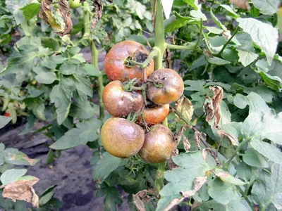 Почему скручиваются, желтеют, белеют листья у помидоров, что делать с  болезнями томатов, как бороться с фитофторозом, кладоспориозом - 16 июля  2022 - Фонтанка.Ру
